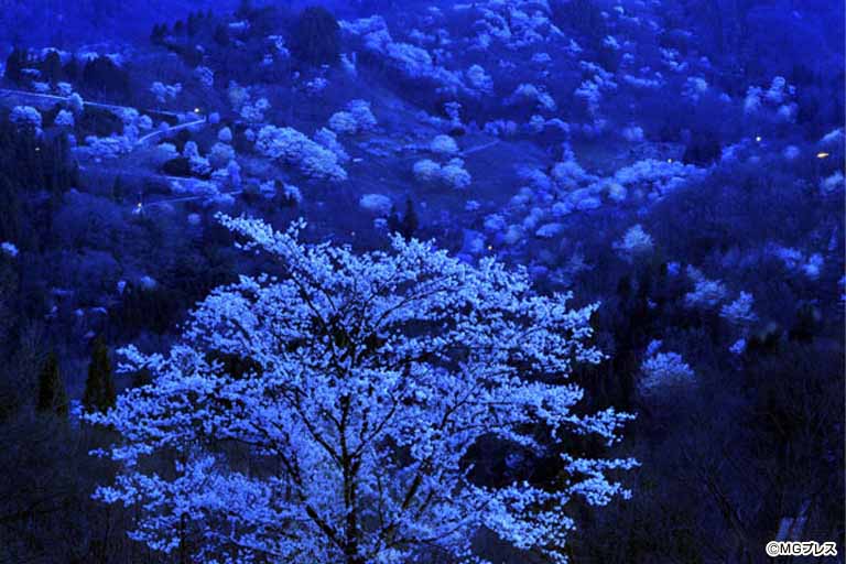 山桜の花明かりに浮かぶ 桜仙峡 池田町陸郷 Mgプレス
