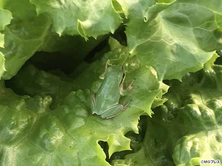 記者兼農家のUターンto農】#103 カエル混入│MGプレス